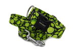 Collar Lime with a leash